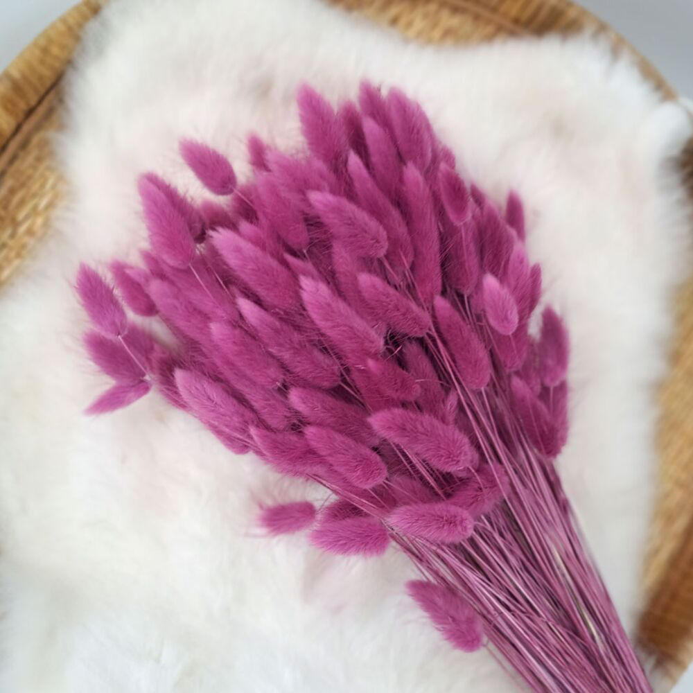 Droogbloemen Lagurus - framboos