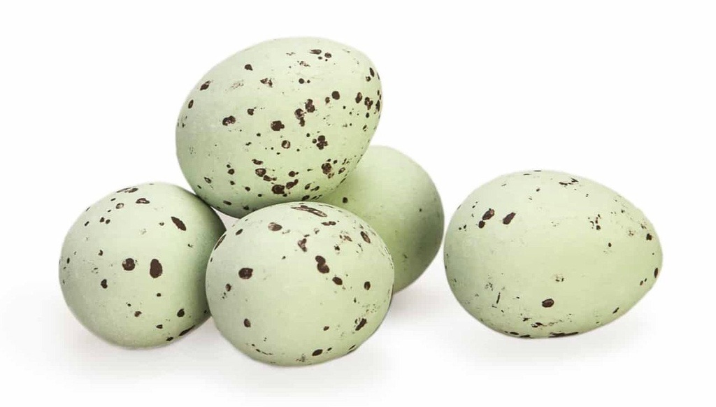   Kievitseitjes (groen)