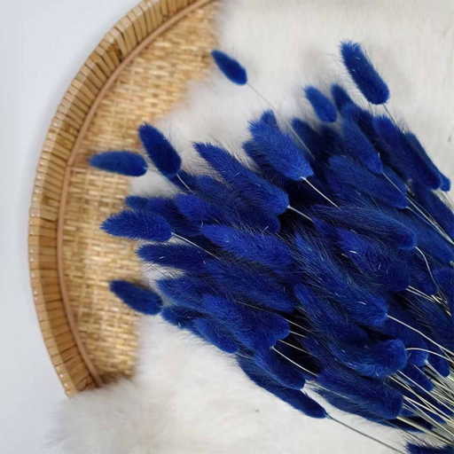 Droogbloemen Lagurus - blauw