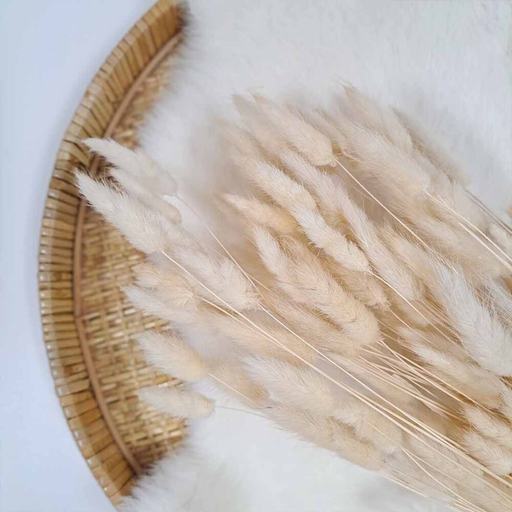 Droogbloemen Lagurus - cream