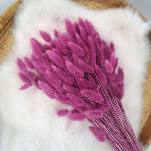 Droogbloemen Lagurus - framboos